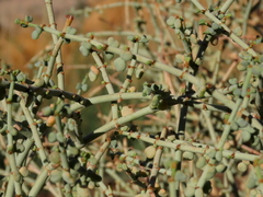 Tetraena retrofracta