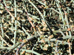 Tetraena retrofracta