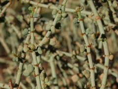 Tetraena retrofracta