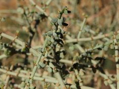 Tetraena retrofracta