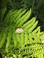 Succinea lauta
