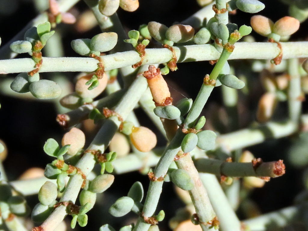 Tetraena retrofracta