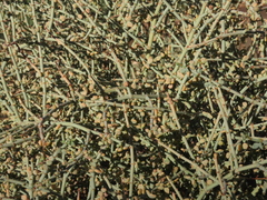 Tetraena retrofracta