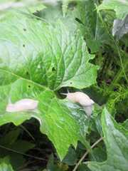 Succinea lauta