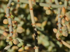 Tetraena retrofracta