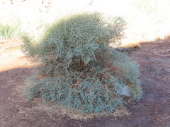 Tetraena retrofracta