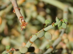Tetraena retrofracta