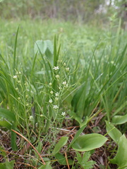 Thesium repens