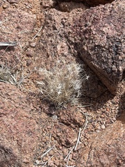 Dasyochloa pulchella