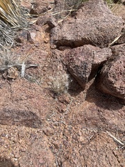 Dasyochloa pulchella