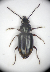 Bembidion guttula