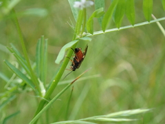 Tenthredopsis stigma