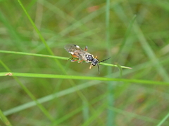 Tenthredopsis stigma