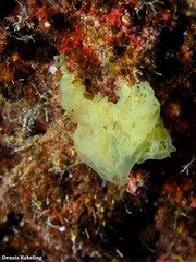 Clathrina coriacea