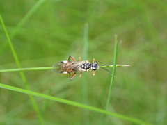 Tenthredopsis stigma