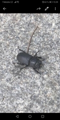 Dorcus parallelipipedus