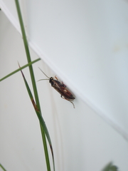 Tenthredopsis stigma