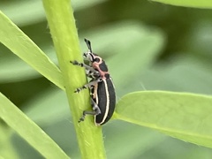 Eudiagogus maryae