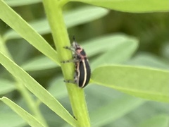 Eudiagogus maryae