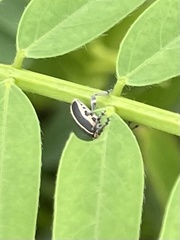 Eudiagogus maryae