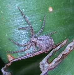 Pulchellodromus