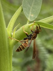 Fuscopolistes