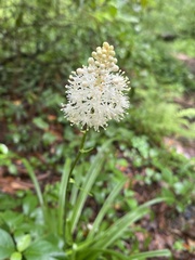 Melanthiaceae