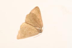 Mesothea incertata