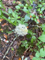 Melanthiaceae