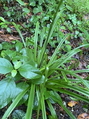 Melanthiaceae