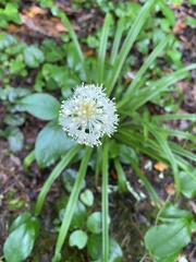 Melanthiaceae