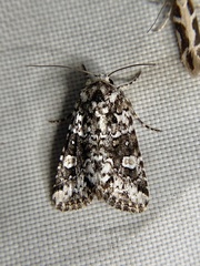 Lacinipolia strigicollis