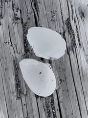 Macoma inquinata