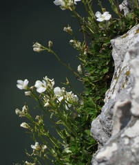 Arabis scopoliana