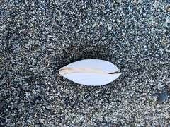 Macoma inquinata