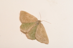 Mesothea incertata