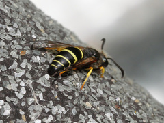 Odynerus spinipes
