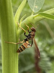Fuscopolistes