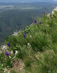 Iris pallida illyrica