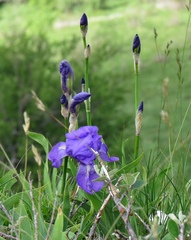 Iris pallida illyrica