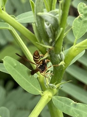Fuscopolistes