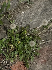 Taraxacum