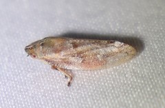 Aphrophora saratogensis