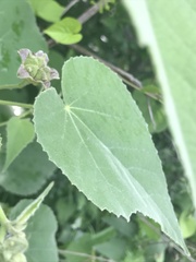 Allowissadula holosericea