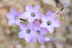 Gilia cana