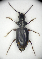 Bembidion guttula