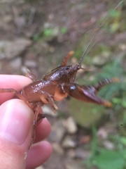 Cambarus asperimanus