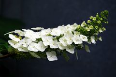 Hydrangea quercifolia
