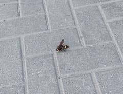 Megascolia maculata maculata