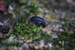 Cerogria klapperichi